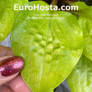 Hosta Buffalo Designer Genes