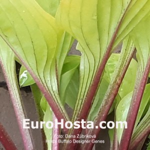 Hosta Buffalo Designer Genes