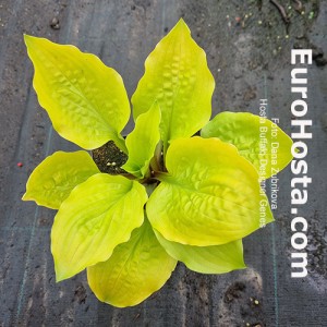 Hosta Buffalo Designer Genes