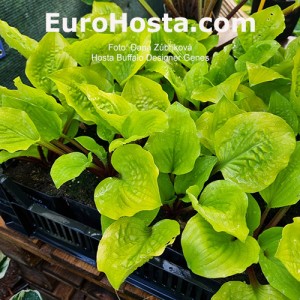 Hosta Buffalo Designer Genes