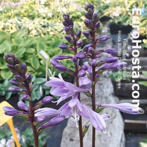 Hosta Buffalo Designer Genes