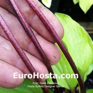 Hosta Buffalo Designer Genes