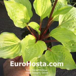 Hosta Buffalo Designer Genes