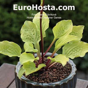 Hosta Buffalo Designer Genes