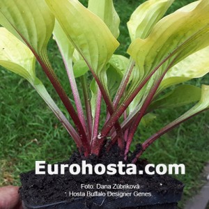 Hosta Buffalo Designer Genes