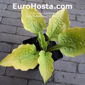 Hosta Buffalo Designer Genes