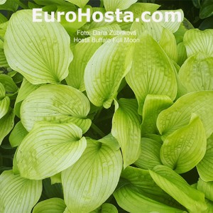 Hosta Buffalo Full Moon