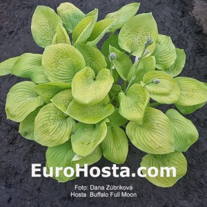 Hosta Buffalo Full Moon