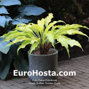 Hosta Buffalo Golden Curls