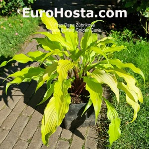 Hosta Buffalo Golden Curls