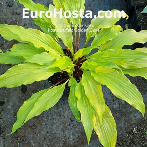 Hosta Buffalo Golden Curls