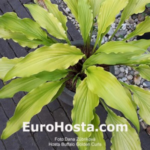 Hosta Buffalo Golden Curls