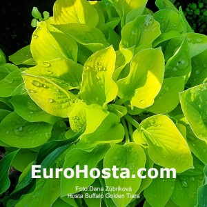 Hosta Buffalo Golden Tiara