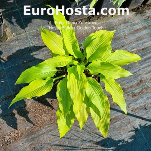 Hosta Buffalo Golden Touch