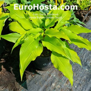Hosta Buffalo Golden Touch