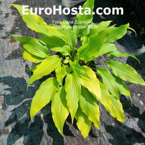 Hosta Buffalo Golden Touch