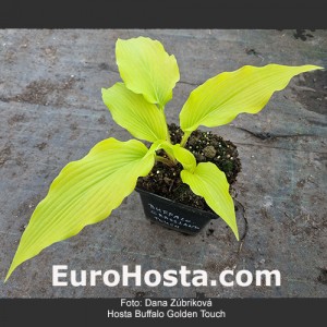 Hosta Buffalo Golden Touch