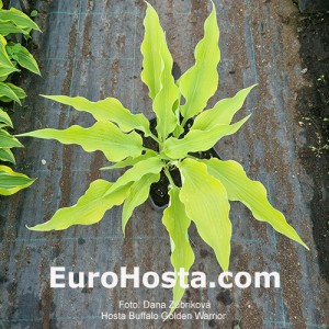 Hosta Buffalo Golden Warrior