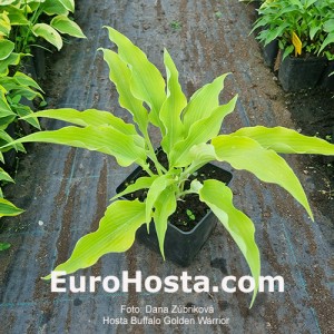 Hosta Buffalo Golden Warrior