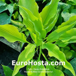 Hosta Buffalo Golden Warrior