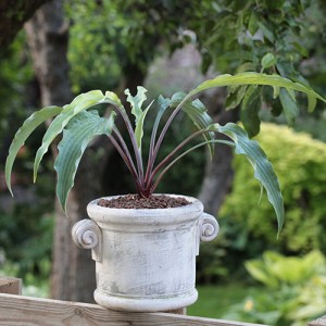 Hosta Buffalo Grassland Fountain