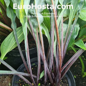 Hosta Buffalo Grassland Fountain