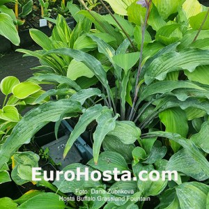 Hosta Buffalo Grassland Fountain