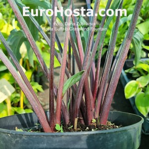 Hosta Buffalo Grassland Fountain