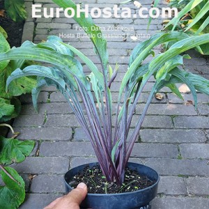 Hosta Buffalo Grassland Fountain