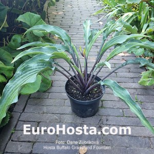 Hosta Buffalo Grassland Fountain