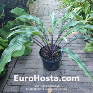 Hosta Buffalo Grassland Fountain