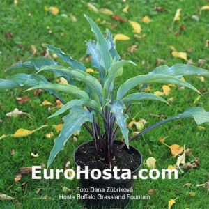 Hosta Buffalo Grassland Fountain