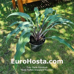 Hosta Buffalo Grassland Fountain