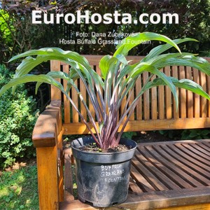 Hosta Buffalo Grassland Fountain