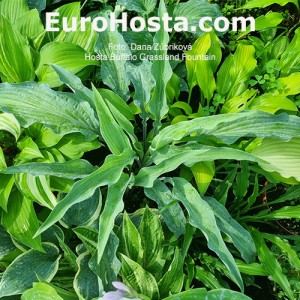 Hosta Buffalo Grassland Fountain