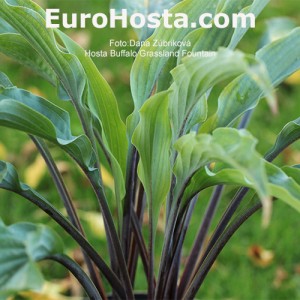 Hosta Buffalo Grassland Fountain