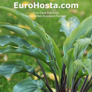 Hosta Buffalo Grassland Fountain