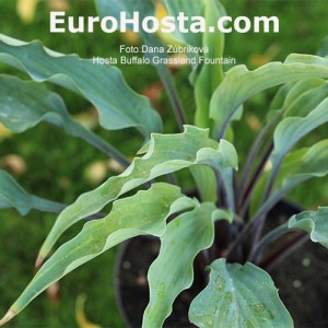 Hosta Buffalo Grassland Fountain