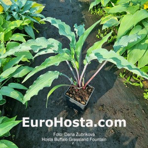 Hosta Buffalo Grassland Fountain