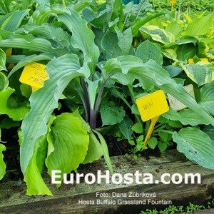 Hosta Buffalo Grassland Fountain