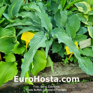 Hosta Buffalo Grassland Fountain
