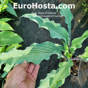 Hosta Buffalo Grassland Fountain