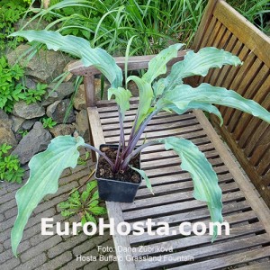 Hosta Buffalo Grassland Fountain