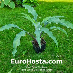 Hosta Buffalo Grassland Fountain
