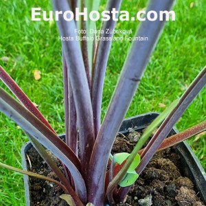 Hosta Buffalo Grassland Fountain