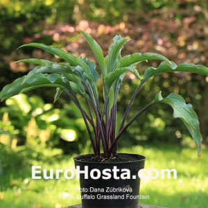 Hosta Buffalo Grassland Fountain