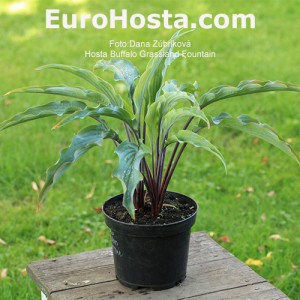 Hosta Buffalo Grassland Fountain