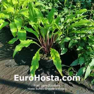 Hosta Buffalo Grassland Arrows