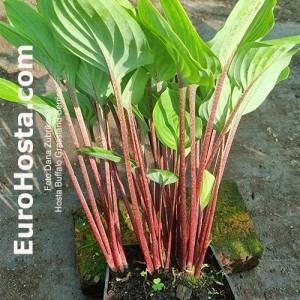 Hosta Buffalo Grassland Berries