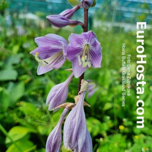 Hosta Buffalo Grassland Berries